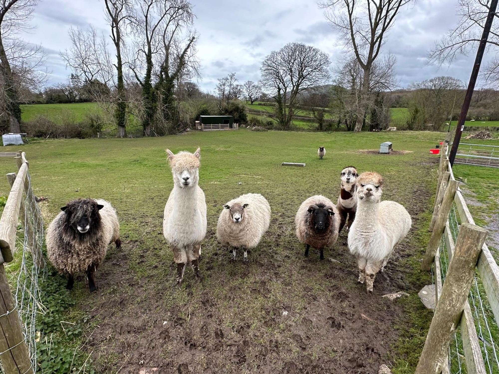 Dwylig Isa Holiday Cottages Rhuddlan Exteriör bild